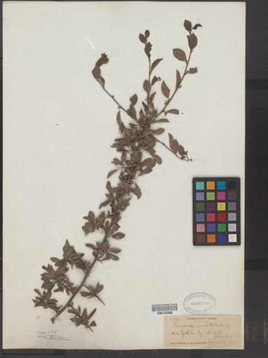 Prunus insititia