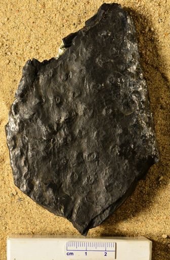 Stigmaria