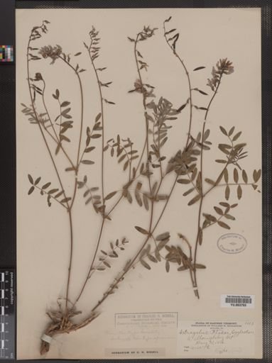 Astragalus blakei