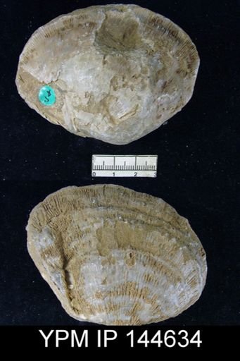 Derbya grandis