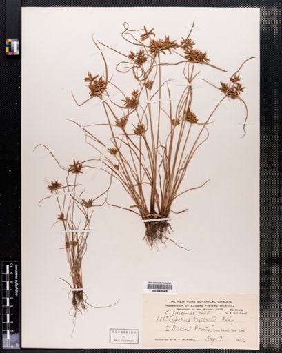 Cyperus filicinus