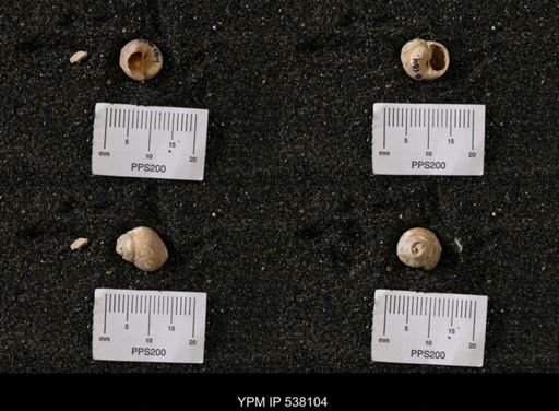 Campeloma nebrascensis
