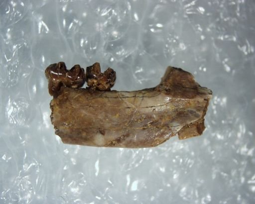 Adapisoricidae sp.