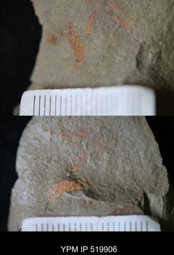 Furca sp.