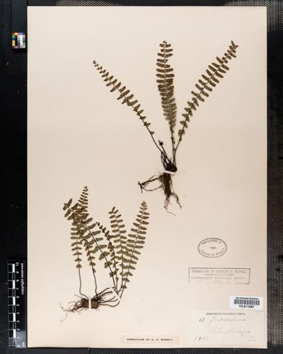 Asplenium resiliens