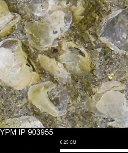 undet. Bivalvia