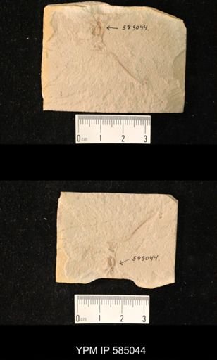 undet. Coleoptera