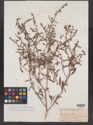 Atriplex patula