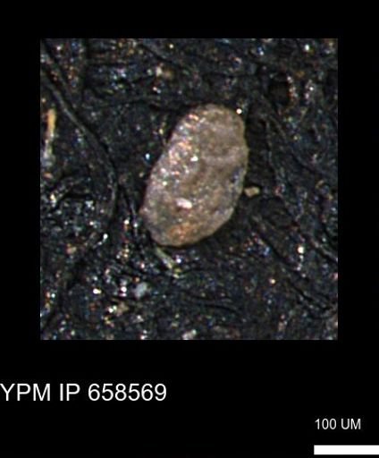 Miliammina sp.