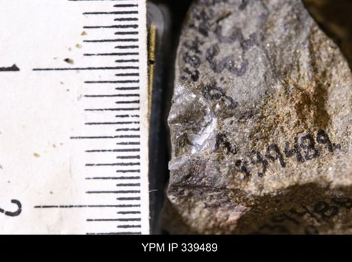 taxon undetermined