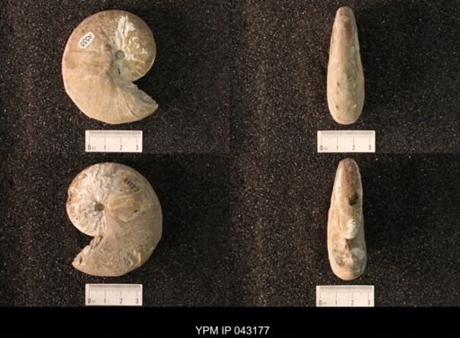 Hoploscaphites nicolletii