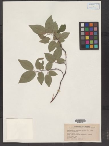Amelanchier arborea