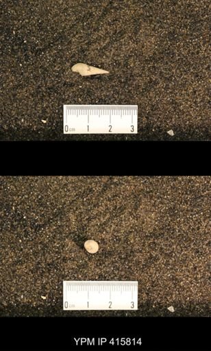 Meekospira choctawensis