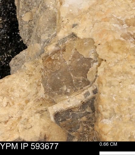 Baculites sp.
