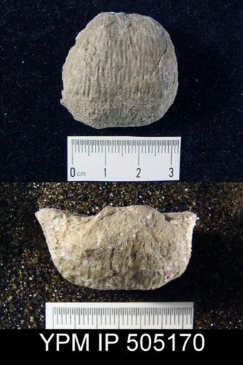 Pustula nebrascensis