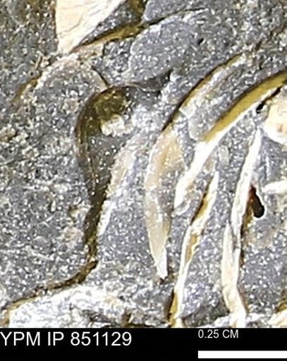 Limopsis striatopunctatus