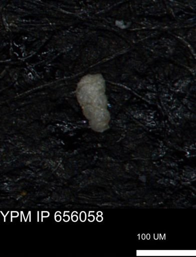 Verneuilinoides kansasensis