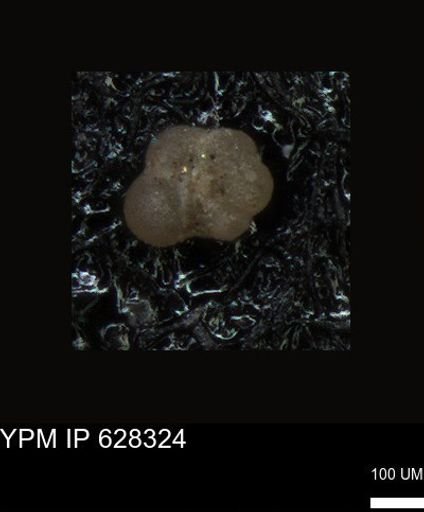 undet. Foraminiferida