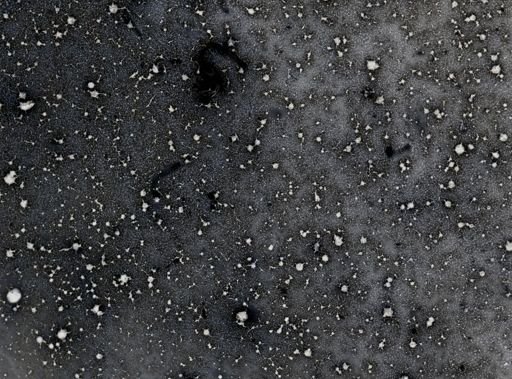 Ichthyosporidium