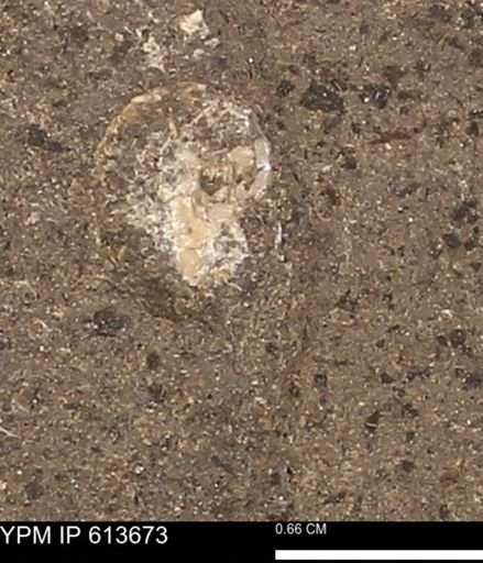 Scaphites sp.
