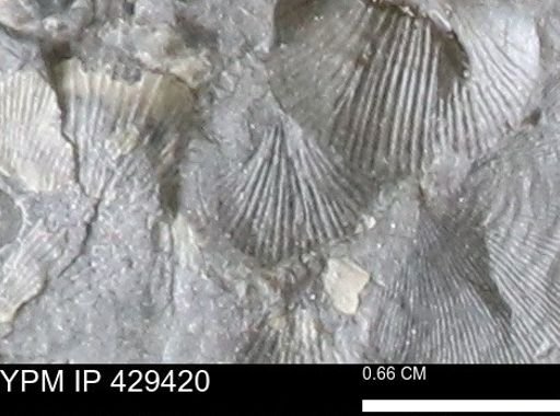Devonochonetes scitulus