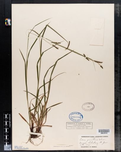 Carex gracillima