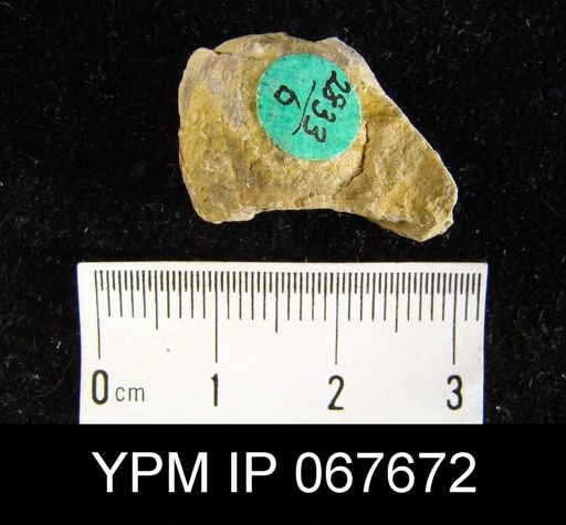 Stropheodonta equistriata