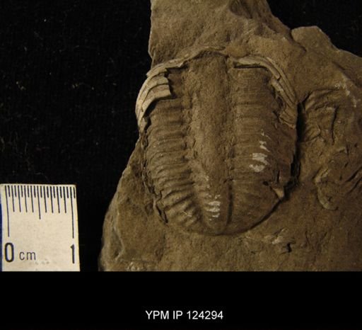 Phacops rana