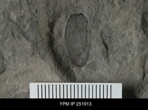 Eurypterus sp.