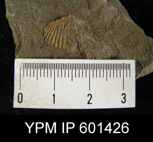 Spirifer sp.