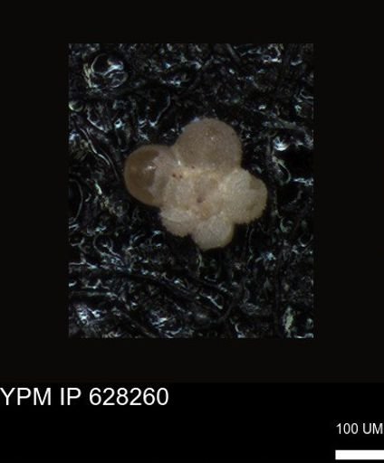 undet. Foraminiferida