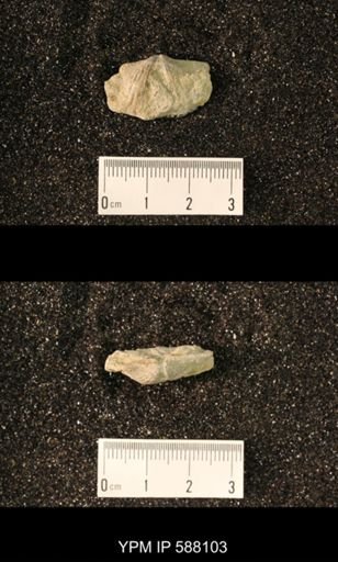Platystrophia acutilirata