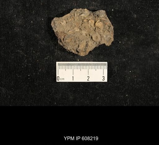 Spiriferina kentuckiensis