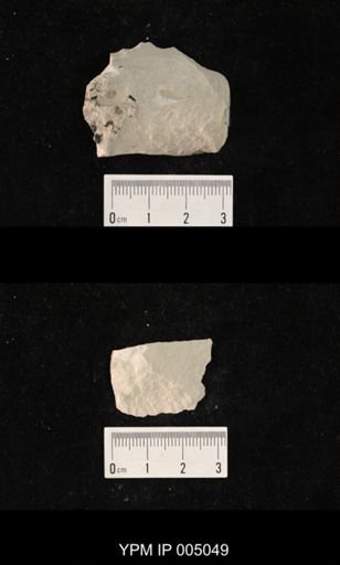 Asthenohymen stenobasis