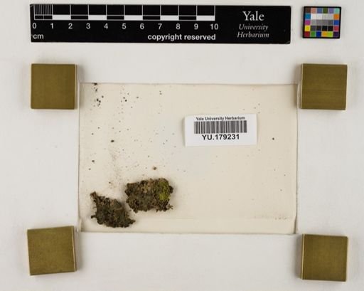 Plantae