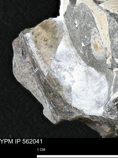 undet. Bivalvia