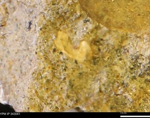 undet. Bivalvia