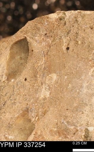 undet. Bivalvia