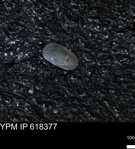 undet. Ostracoda