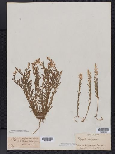 Polygala polygama