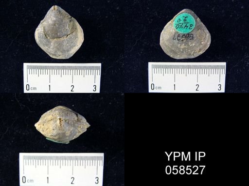 Meristella sp.