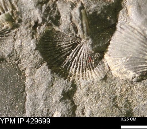 Devonochonetes sp.