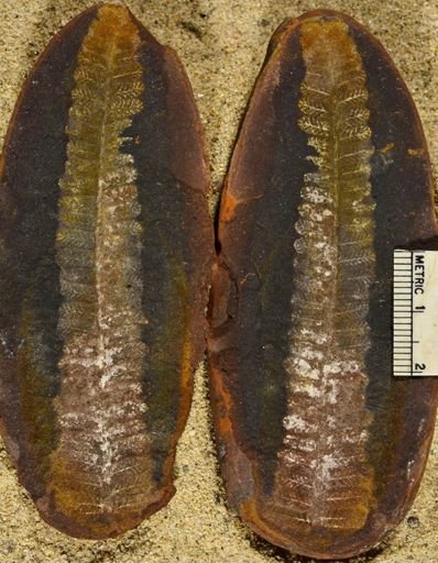 Pecopteris sp.