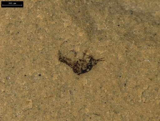 taxon undetermined