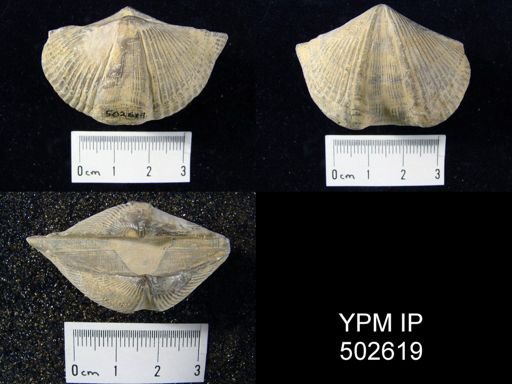 Orthospirifer missouriensis