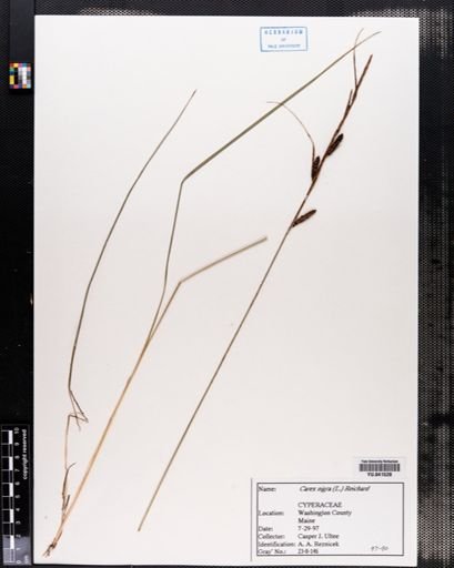 Carex nigra