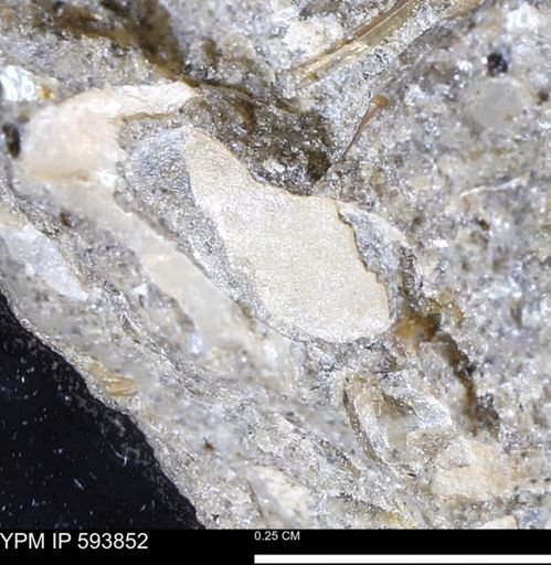 undet. Mollusca