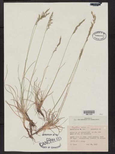 Festuca ovina