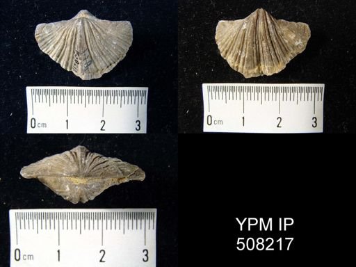 Spirifer sp.