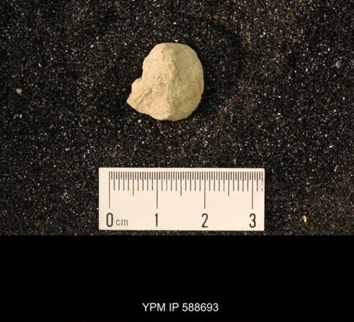 Strophomena wisconsinensis